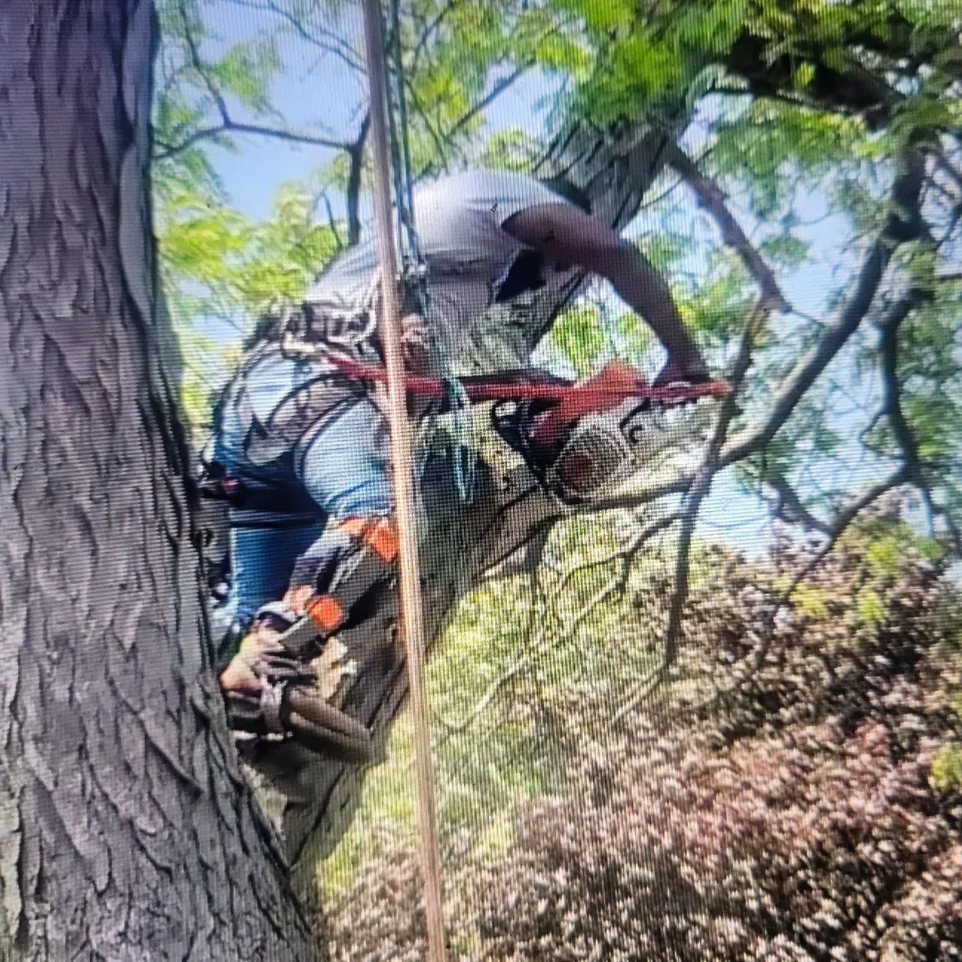 Crew member climbing a tree with a chainsaw for Chicago tree trimming