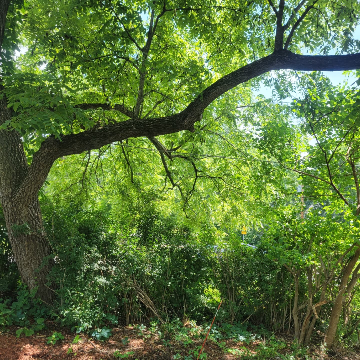 Large tree canopy over a Chicago residential yard