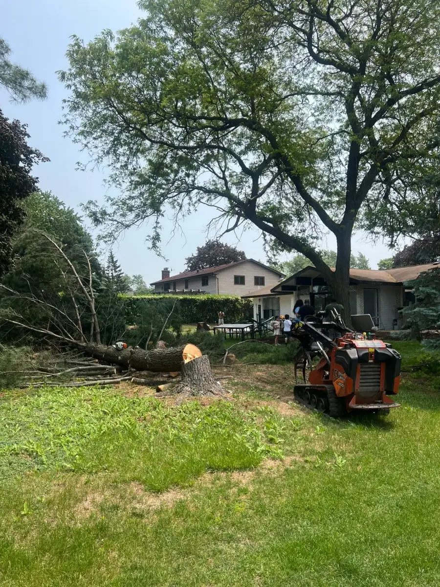 Tree Removal Site Preparation image 1