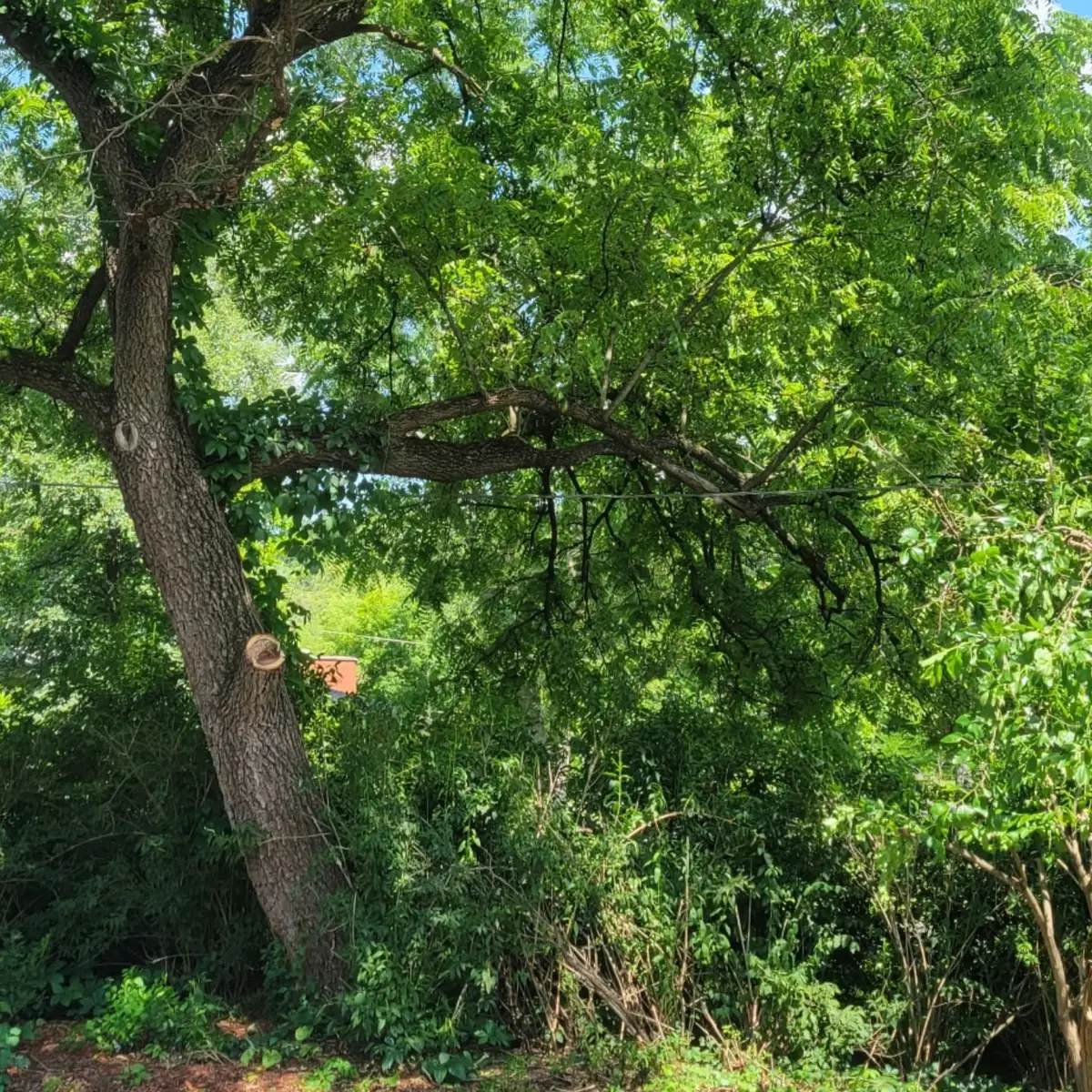 Three-Tree Removal and Property-Line Pruning image 6