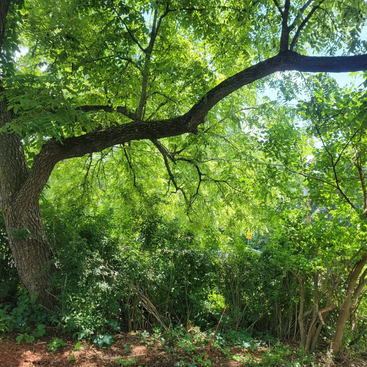 Three-Tree Removal and Property-Line Pruning image 5